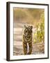 Bengal Tiger Walking on Track, Ranthambhore Np, Rajasthan, India-T.j. Rich-Framed Photographic Print