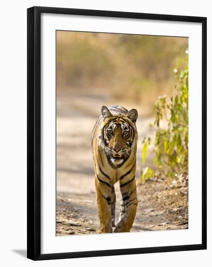 Bengal Tiger Walking on Track, Ranthambhore Np, Rajasthan, India-T.j. Rich-Framed Photographic Print