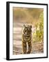 Bengal Tiger Walking on Track, Ranthambhore Np, Rajasthan, India-T.j. Rich-Framed Photographic Print