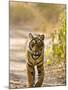 Bengal Tiger Walking on Track, Ranthambhore Np, Rajasthan, India-T.j. Rich-Mounted Photographic Print