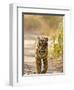 Bengal Tiger Walking on Track, Ranthambhore Np, Rajasthan, India-T.j. Rich-Framed Photographic Print