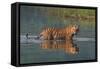 bengal tiger walking through river, snarling, nepal-karine aigner-Framed Stretched Canvas