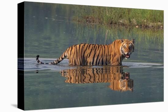 bengal tiger walking through river, snarling, nepal-karine aigner-Stretched Canvas