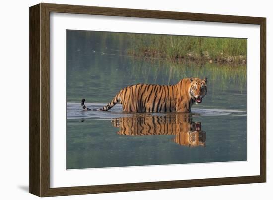 bengal tiger walking through river, snarling, nepal-karine aigner-Framed Photographic Print