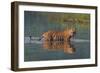 bengal tiger walking through river, snarling, nepal-karine aigner-Framed Photographic Print