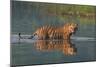 bengal tiger walking through river, snarling, nepal-karine aigner-Mounted Photographic Print