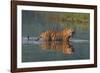 bengal tiger walking through river, snarling, nepal-karine aigner-Framed Photographic Print
