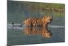 bengal tiger walking through river, snarling, nepal-karine aigner-Mounted Photographic Print