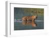 bengal tiger walking through river, snarling, nepal-karine aigner-Framed Photographic Print