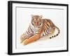 Bengal Tiger-Sean Bollar-Framed Collectable Print