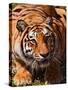 Bengal Tiger-Adam Jones-Stretched Canvas
