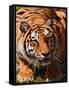 Bengal Tiger-Adam Jones-Framed Stretched Canvas