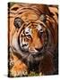 Bengal Tiger-Adam Jones-Stretched Canvas