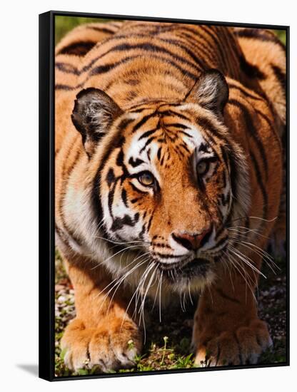 Bengal Tiger-Adam Jones-Framed Stretched Canvas