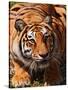 Bengal Tiger-Adam Jones-Stretched Canvas