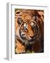 Bengal Tiger-Adam Jones-Framed Photographic Print