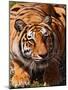 Bengal Tiger-Adam Jones-Mounted Photographic Print