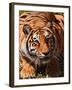 Bengal Tiger-Adam Jones-Framed Photographic Print