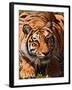 Bengal Tiger-Adam Jones-Framed Photographic Print