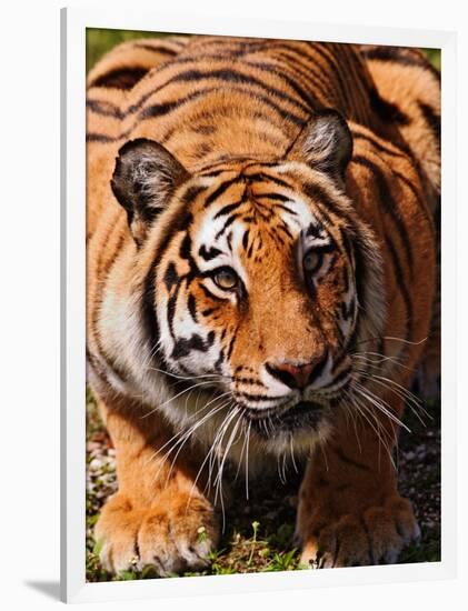 Bengal Tiger-Adam Jones-Framed Photographic Print