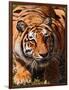 Bengal Tiger-Adam Jones-Framed Photographic Print