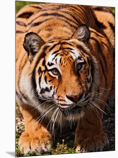 Bengal Tiger-Adam Jones-Mounted Photographic Print