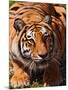 Bengal Tiger-Adam Jones-Mounted Photographic Print