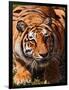 Bengal Tiger-Adam Jones-Framed Photographic Print