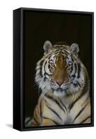 Bengal Tiger-DLILLC-Framed Stretched Canvas