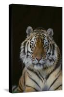 Bengal Tiger-DLILLC-Stretched Canvas