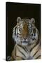 Bengal Tiger-DLILLC-Stretched Canvas