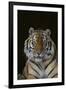 Bengal Tiger-DLILLC-Framed Premium Photographic Print