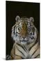 Bengal Tiger-DLILLC-Mounted Premium Photographic Print