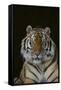 Bengal Tiger-DLILLC-Framed Stretched Canvas