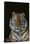 Bengal Tiger-DLILLC-Framed Stretched Canvas