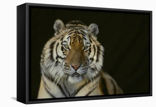 Bengal Tiger-DLILLC-Framed Stretched Canvas