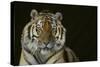 Bengal Tiger-DLILLC-Stretched Canvas