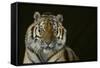 Bengal Tiger-DLILLC-Framed Stretched Canvas