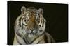 Bengal Tiger-DLILLC-Stretched Canvas