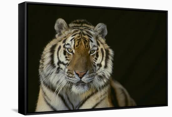 Bengal Tiger-DLILLC-Framed Stretched Canvas