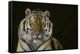 Bengal Tiger-DLILLC-Framed Stretched Canvas