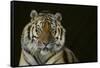 Bengal Tiger-DLILLC-Framed Stretched Canvas