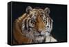 Bengal Tiger-DLILLC-Framed Stretched Canvas