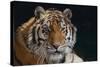 Bengal Tiger-DLILLC-Stretched Canvas