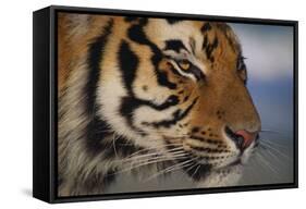 Bengal Tiger-DLILLC-Framed Stretched Canvas