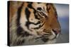 Bengal Tiger-DLILLC-Stretched Canvas