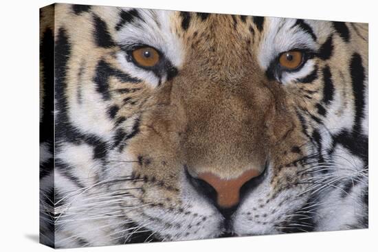 Bengal Tiger-DLILLC-Stretched Canvas