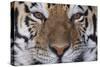 Bengal Tiger-DLILLC-Stretched Canvas