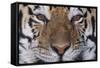 Bengal Tiger-DLILLC-Framed Stretched Canvas