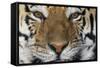 Bengal Tiger-DLILLC-Framed Stretched Canvas